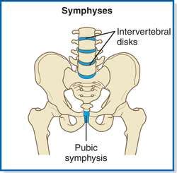 example of symphysis|examples of symphysis joints.